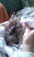 /album/we-still-have-2-available-kittens-visit-us-n-reserve-now-/amazon-2-jpg1/
